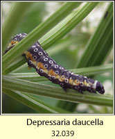 Depressaria daucella