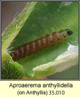 Aproaerema anthyllidella