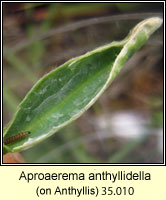 Aproaerema anthyllidella
