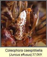 Coleophora caespititiella (case)
