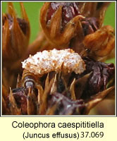 Coleophora caespititiella (larva and case)
