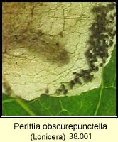 Perittia obscurepunctella (leaf mine on Lonicera)