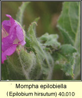 Mompha epilobiella