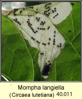 Mompha langiella
