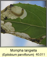 Mompha langiella
