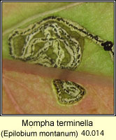 Mompha terminella (leaf mine)