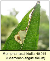 Mompha raschkiella (leaf mine)