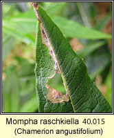 Mompha raschkiella (leaf mine)