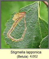 Stigmella lapponica (leaf mine)
