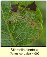 Stigmella alnetella