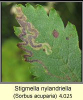 Stigmella nylandriella