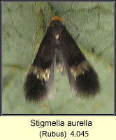 Stigmella aurella