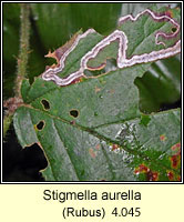 Stigmella aurella (leaf mine)