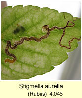 Stigmella aurella (leaf mine)