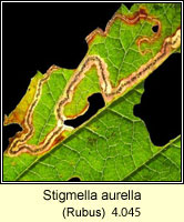 Stigmella aurella (leaf mine)