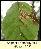 Stigmella hemargyrella