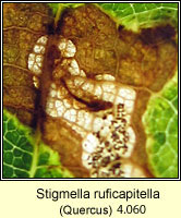 Stigmella ruficapitella