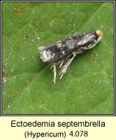 Fomoria septembrella, Ectoedemia septembrella