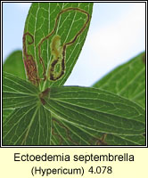 Fomoria septembrella, Ectoedemia septembrella
