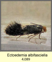 Ectoedemia albifasciella