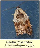 Garden Rose Tortrix, Acleris variegana