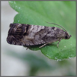 Cydia splendana
