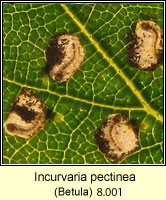 Incurvaria pectinea