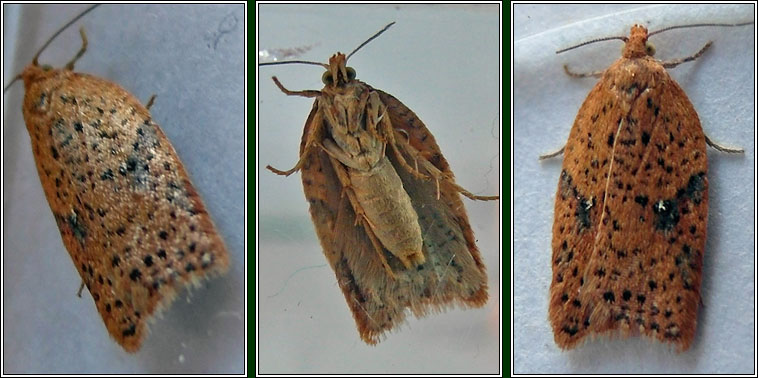 Irish moths - Acleris ferrugana/notana