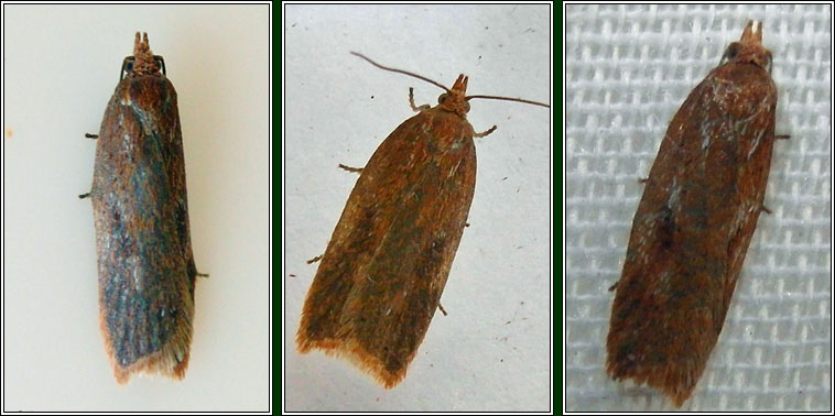Irish moths - Acleris hyemana