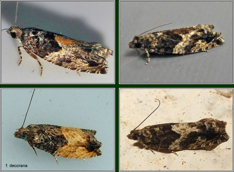 Irish moths - Epinotia nisella
