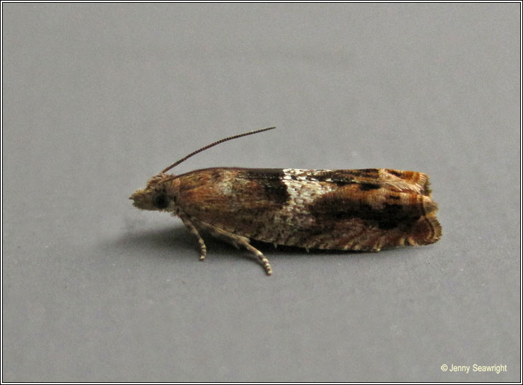 Irish moths - Nut Bud Moth, Epinotia tenerana