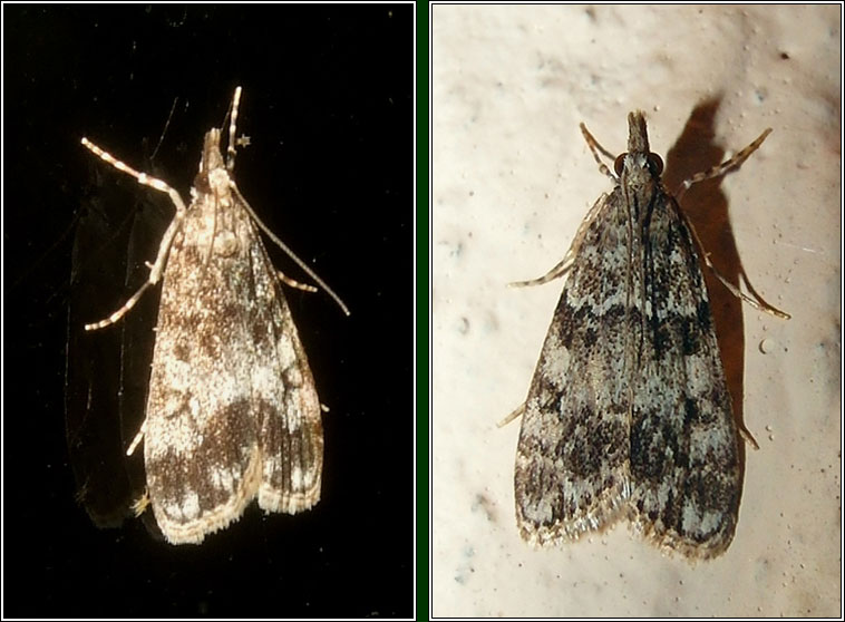 Irish moths - Dipleurina lacustrata