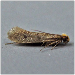 Irish moths - Case-bearing Clothes Moth, Tinea pellionella