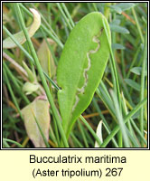 Bucculatrix maritima (leaf mine)