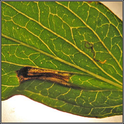 Eucalybites auroguttella