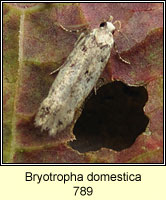 Irish Moths - Micro moths