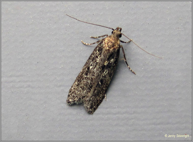 Irish moths - Gelechia sororculella