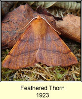 Feathered Thorn, Colotois pennaria