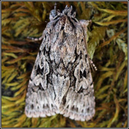 Irish moths - Early Grey, Xylocampa areola