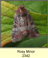 Rosy Minor, Mesoligia literosa