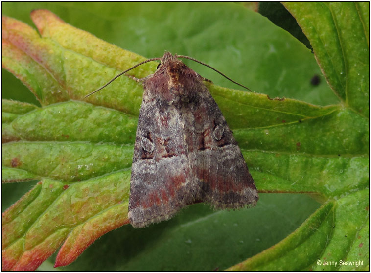 Irish moths - Rosy Minor, Mesoligia literosa