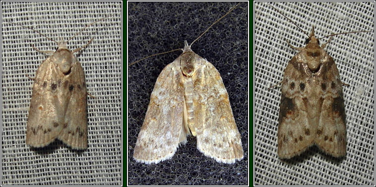 Irish moths - Oak Nycteoline, Nycteola revayana