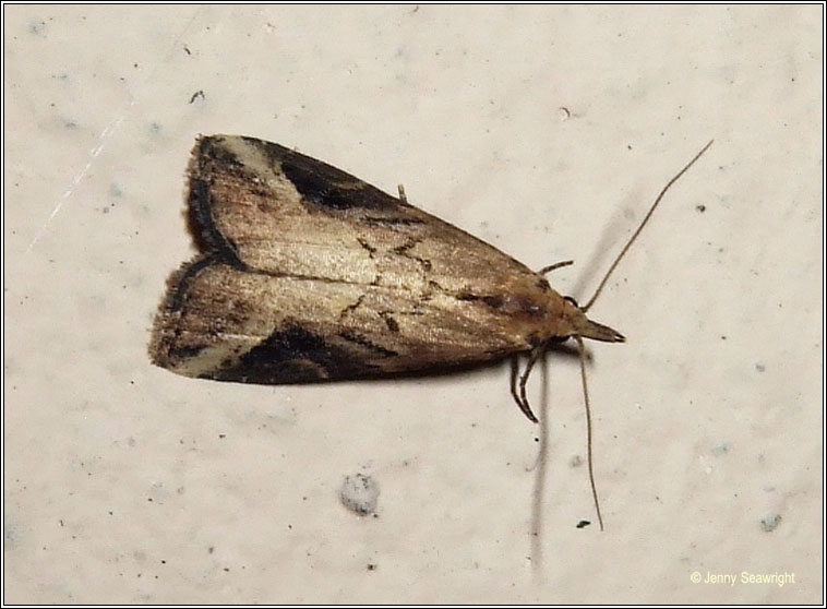 Irish moths - Pinion-streaked Snout, Schrankia costaestrigalis